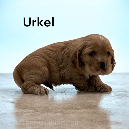 puppy, for, sale, Cocker Spaniel, Joe & Cherri  Overlease, dog, breeder, Miller, MO, dog-breeder, puppy-for-sale, forsale, nearby, find, puppyfind, locator, puppylocator, aca